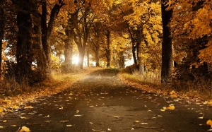 Autumn-Forest-Road_tn2