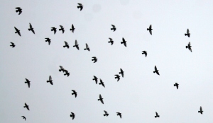 bird-flock-silhouette-photos-1